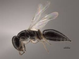 uploads/images/pest/tea shoot hole borer.jpg